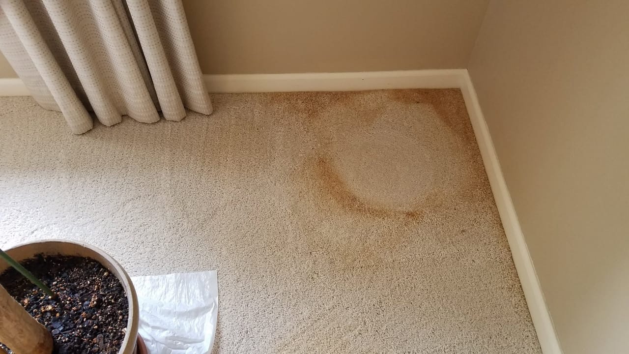 Plant ring and rust before