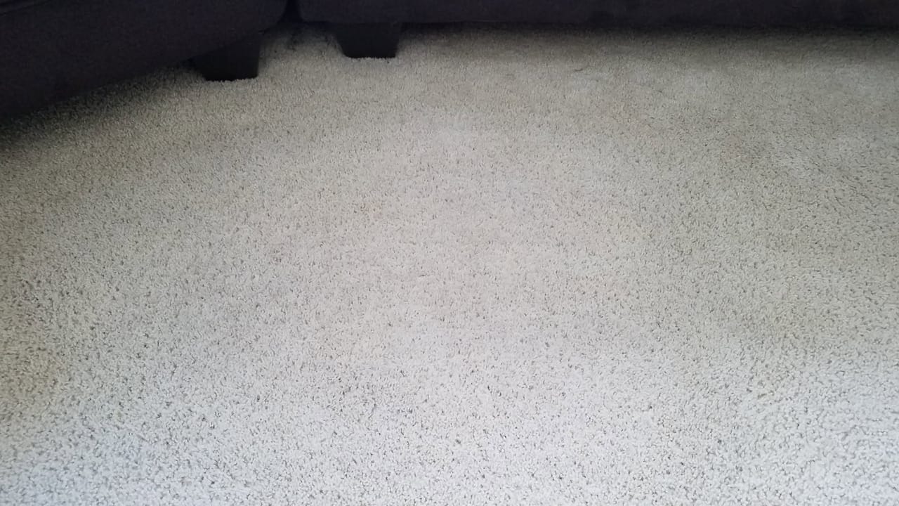 Yellow pet stain after