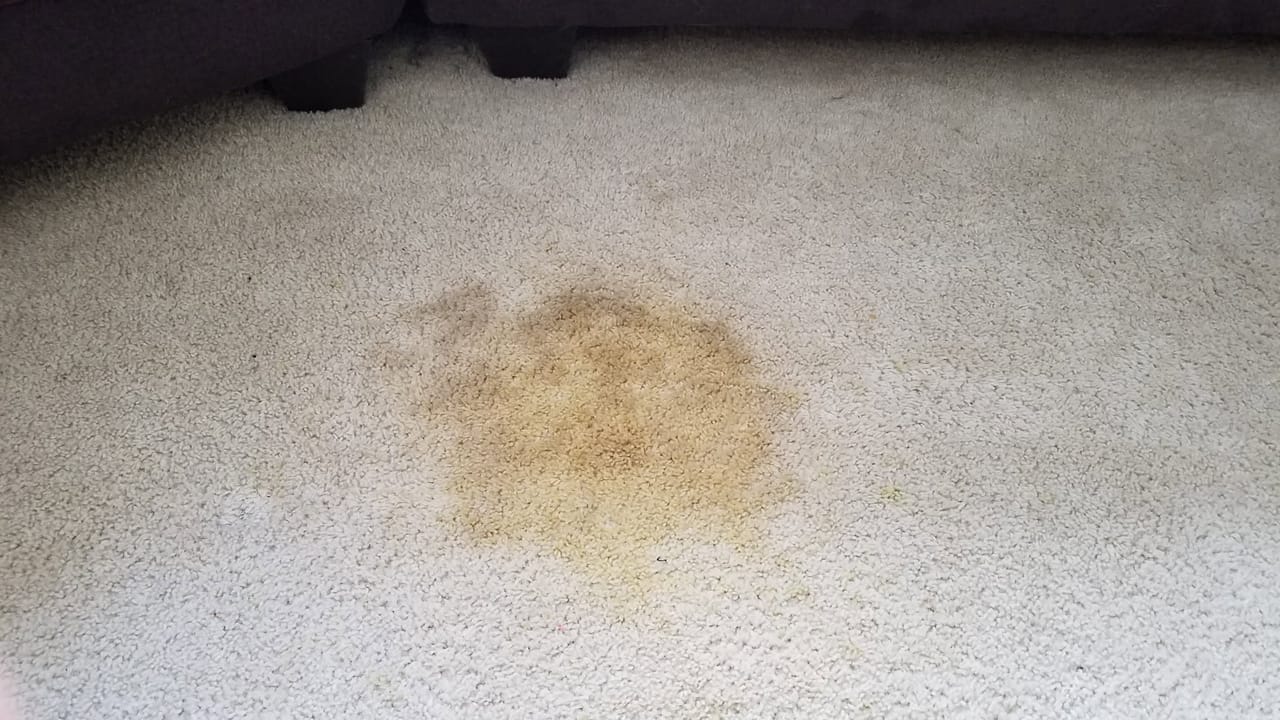 Yellow pet stain before