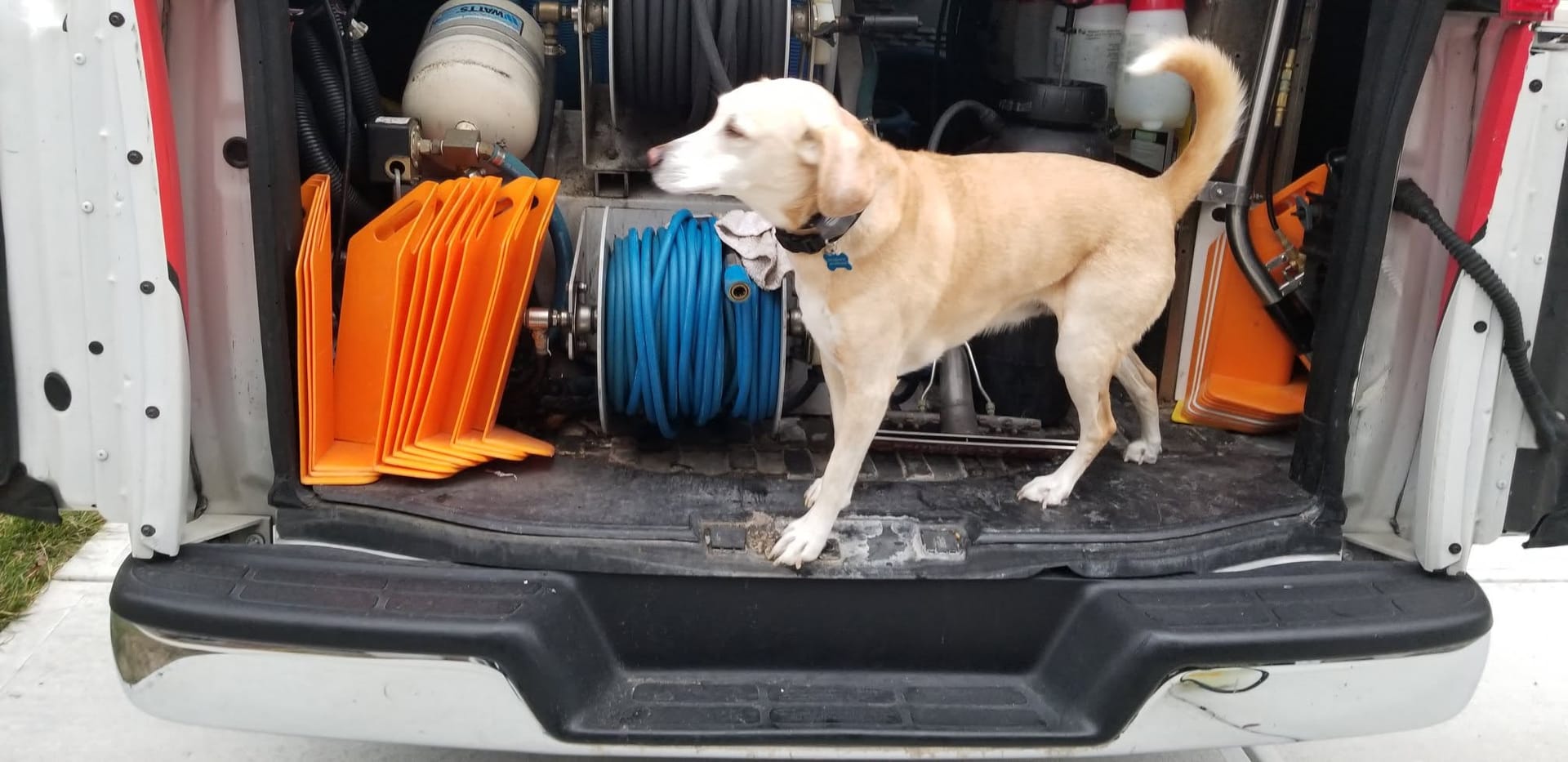 A dog standing in the back of a Langenwalter van among the hoses and cleaning equipment