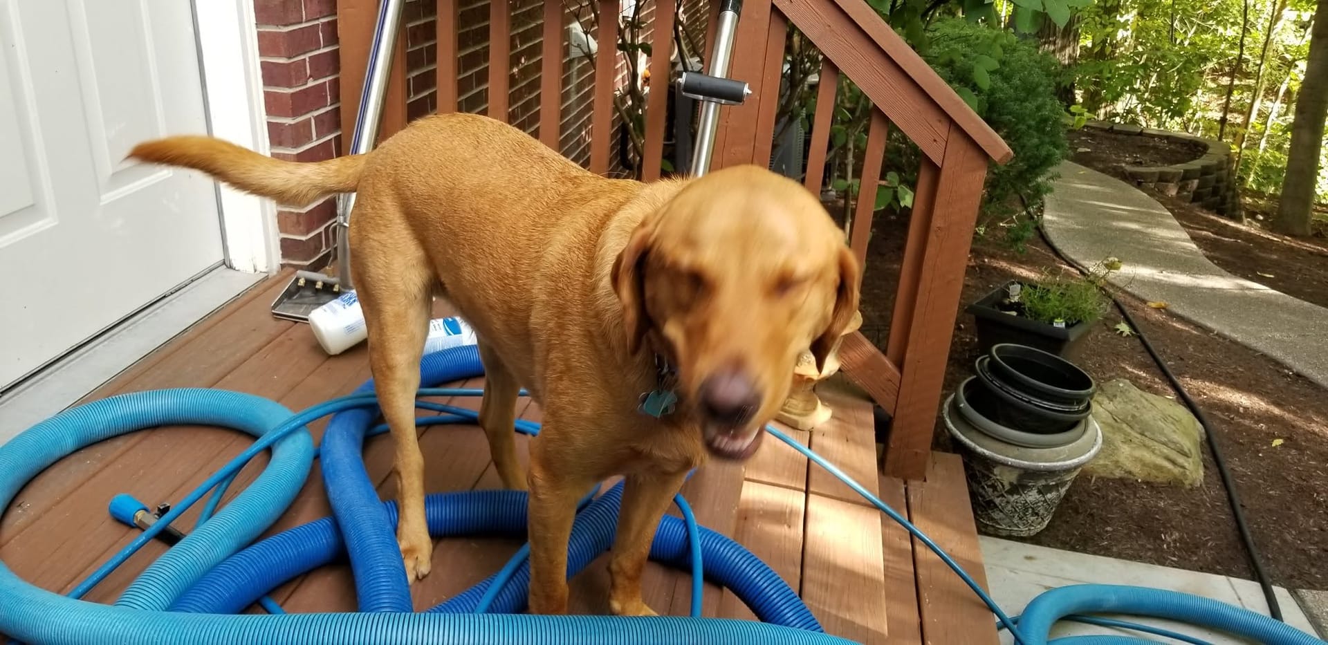 A yellow lab standing on a porch among blue cleaning hoses