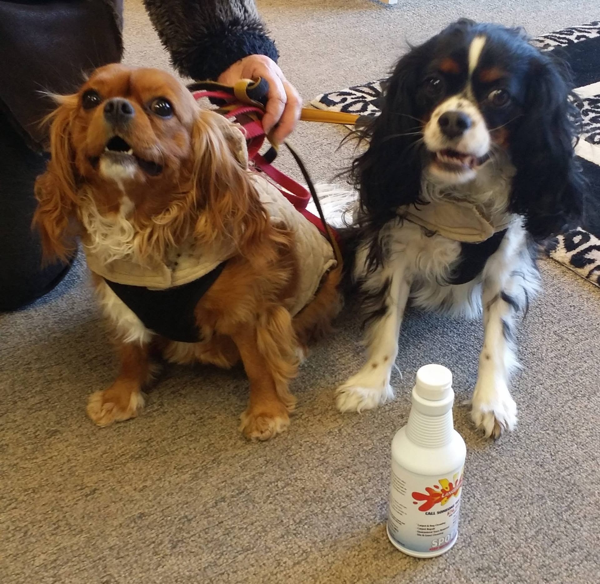 Two Cavalier King Charles spaniels sitting next to a Langenwalter spot remover bottle